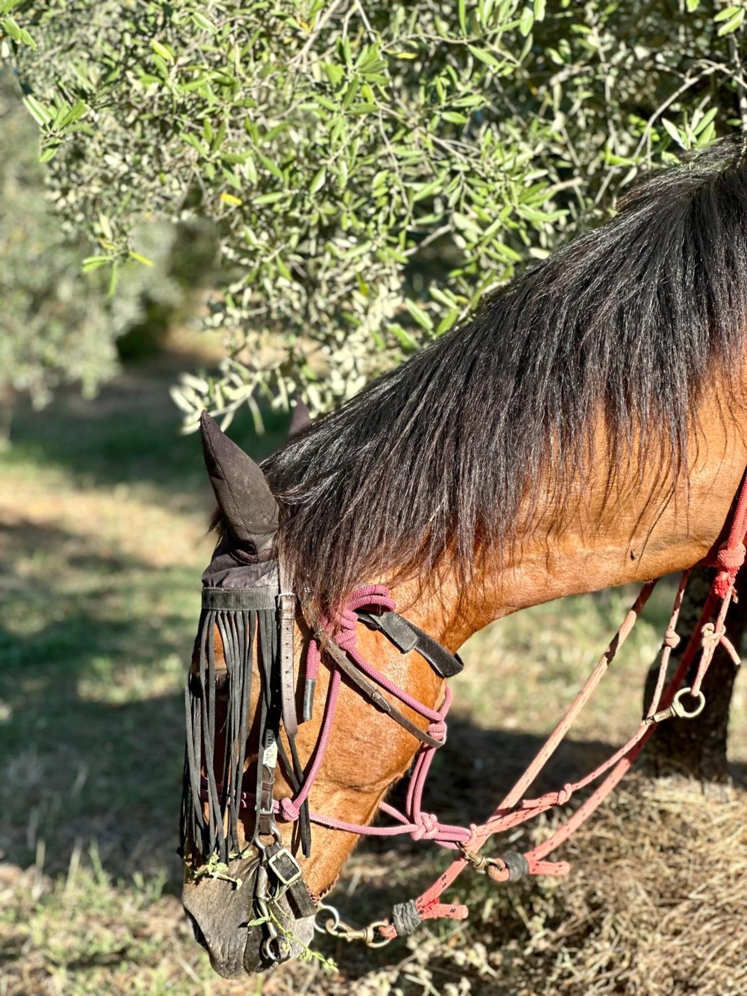 Agriturismo Fattoria Lavacchio Понтасиеве Екстериор снимка